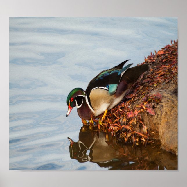 Affiches Canard à bois sur le rivage (Devant)