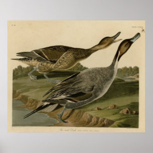 Affiches Canard à queue épinglée