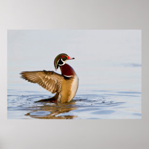 Affiches Canard branchu mâle battant des ailes dans une zon