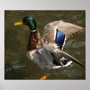 Affiches canard colvert sur le point de voler Toile Imprime