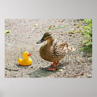 Affiches Canard en caoutchouc et canard mère