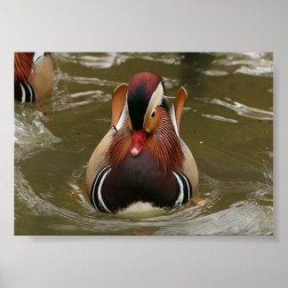 Affiches Canard mandarin
