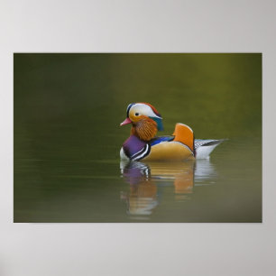 Affiches Canard mandarin sauvage (Aix galericulata) sur fon