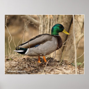 Affiches Canard masculin de Mallard