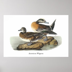 Affiches Canard siffleur américain, John Audubon