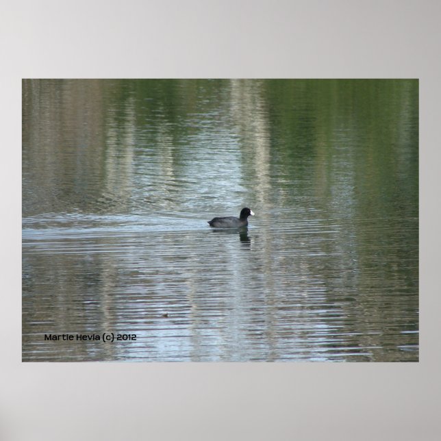 Affiches Canard solitaire (Devant)