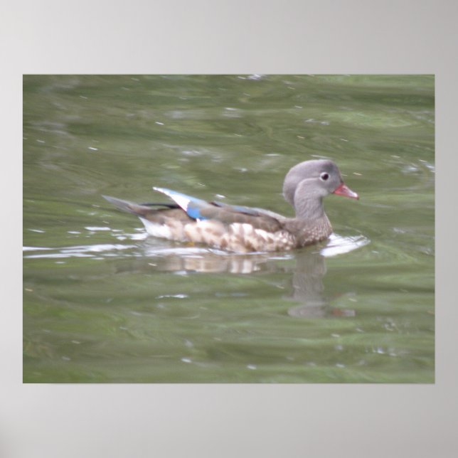 Affiches Canard sur le lac Imprimer (Devant)