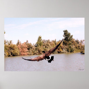 Affiches canard volant avec une envergure complète au-dessu