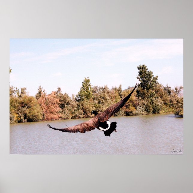 Affiches canard volant avec une envergure complète au-dessu (Devant)