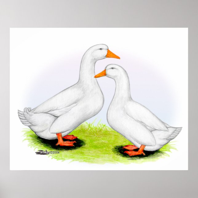 Affiches Canard : White Pekins (Devant)
