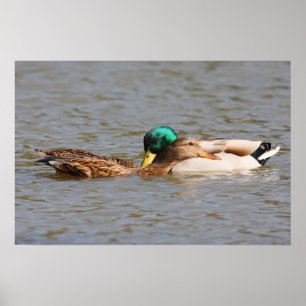 Affiches Canards