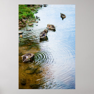 Affiches Canards adultes 2