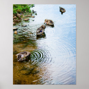 Affiches Canards adultes 2