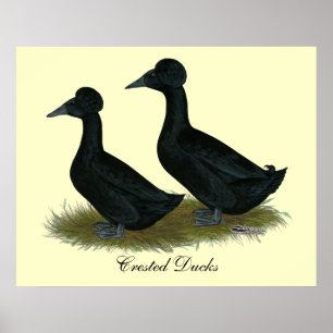 Affiches Canards : Black Crested