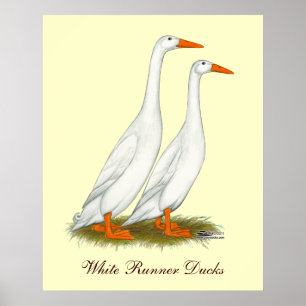 Affiches Canards blancs