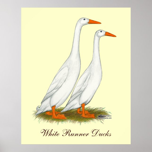 Affiches Canards blancs (Devant)