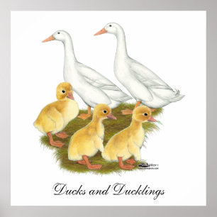 Affiches Canards blancs et canards blancs