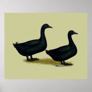 Affiches Canards : Cayugas noirs