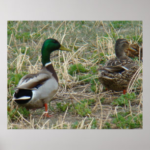 Affiches Canards colverts B12 Couple