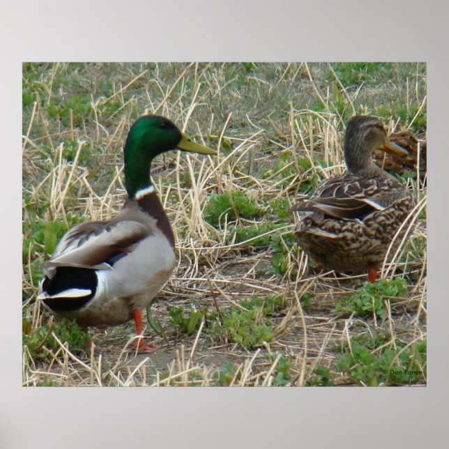 Affiches Canards colverts B12 Couple (Devant)