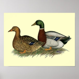 Affiches Canards de Rouen