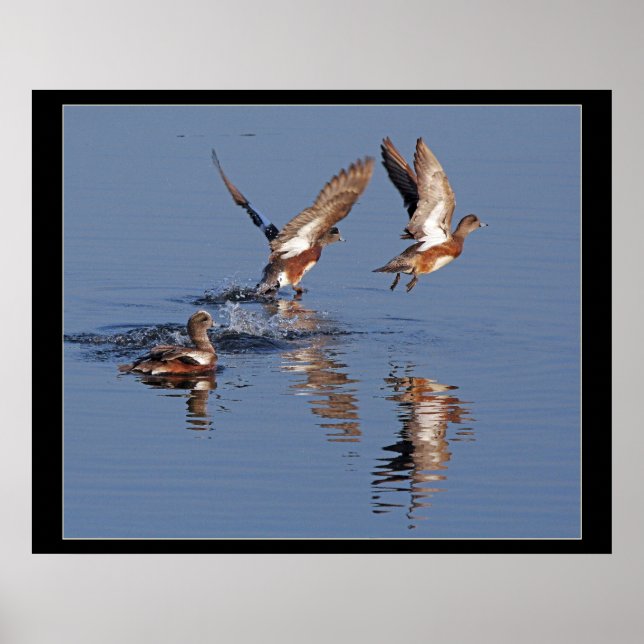 Affiches Canards décolletés (Devant)