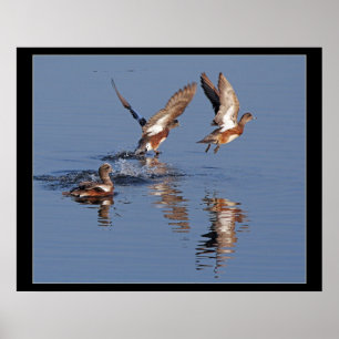 Affiches Canards enlevant la copie