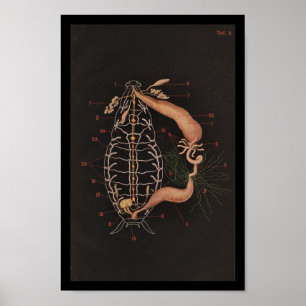 Affiches Cancrelat vintage d'impression de zoologie