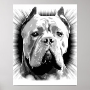 Affiches Cane Corso Dog