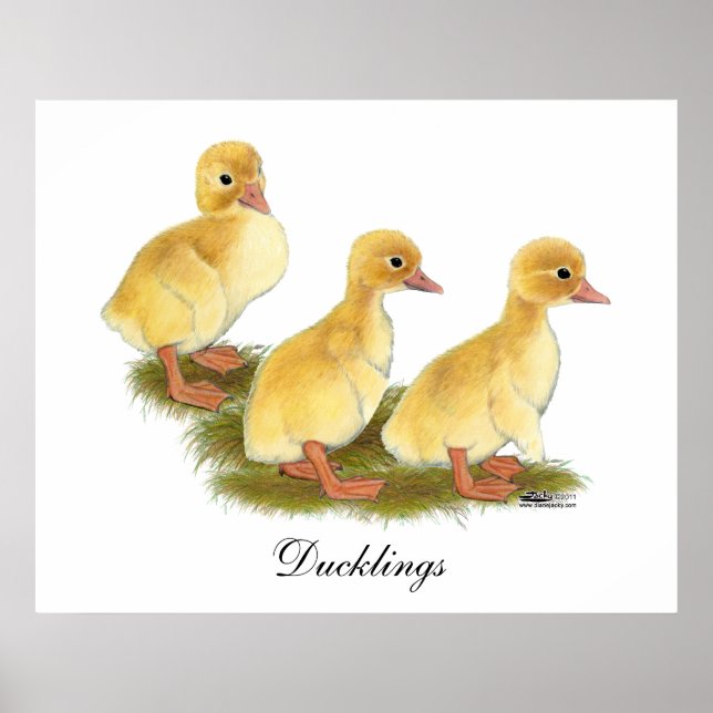 Affiches Canetons jaunes (Devant)