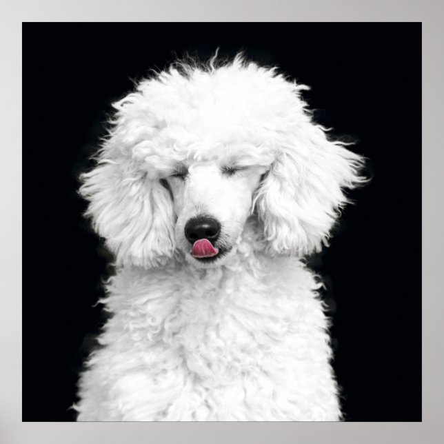 Affiches Caniche blanc idiot (Devant)