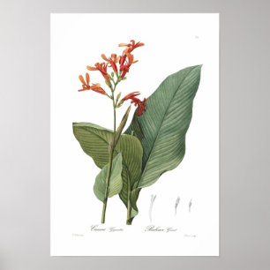 Affiches Canna gigantea