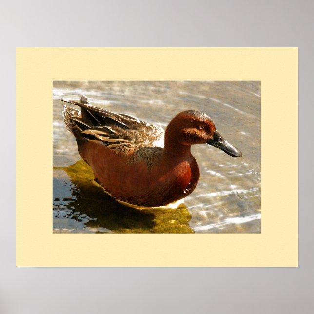 Affiches Cannelle Turquoise Canard Imprimer (Devant)