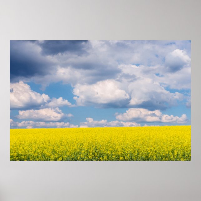 Affiches Canola Field and Clouds (Devant)