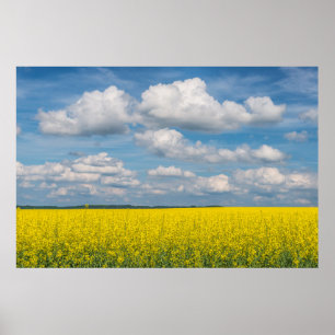 Affiches Canola Field & Nuages