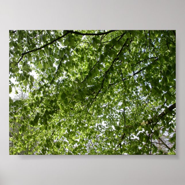 Affiches Canopée (Devant)