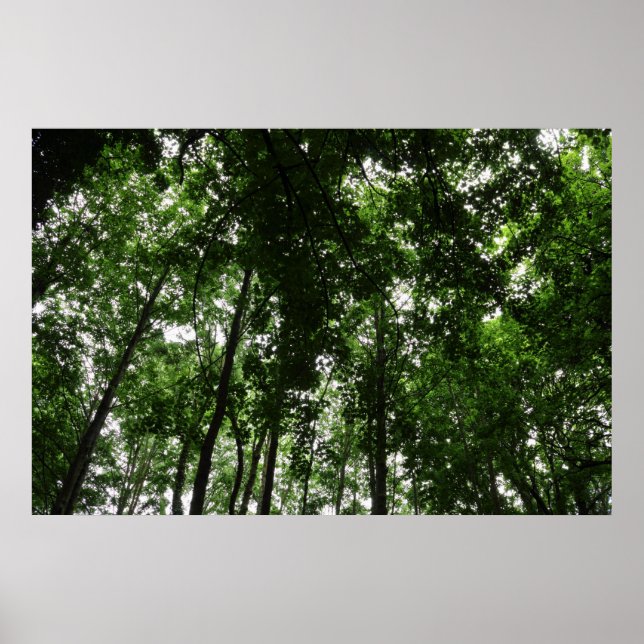 Affiches Canopée des bois 01 (Devant)