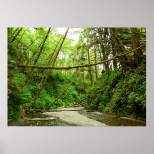 Affiches Canyon Fern I au Parc national de Redwood