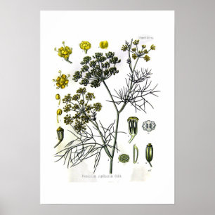 Affiches Capillaceum de Foeniculum (fenouil)