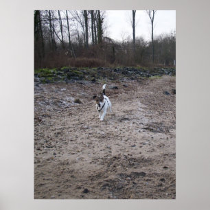 Affiches Capo von Oppenheim, chien Jack Russell Terrier