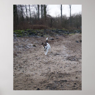 Affiches Capo von Oppenheim, chien Terrier Jack Russell