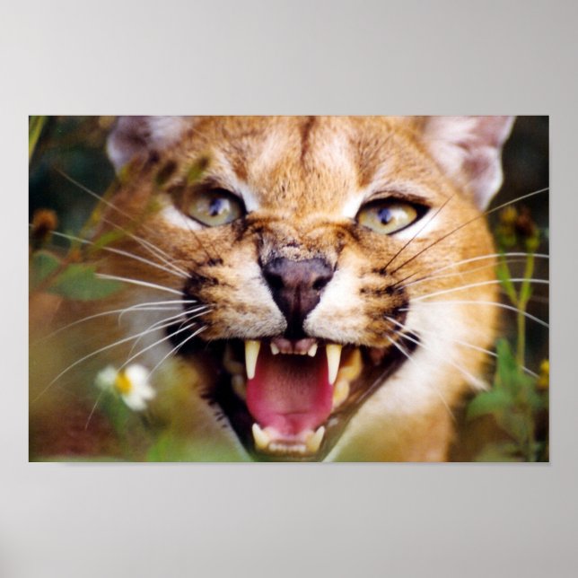 Affiches Caracal Hissing (Devant)