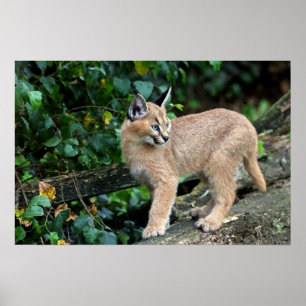 Affiches caracal kitten