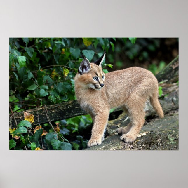 Affiches caracal kitten (Devant)