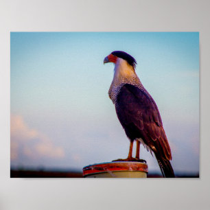 Affiches Caracara donnant sur Kissimmee Prairie, Floride.