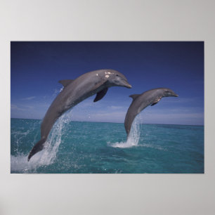 Affiches Caraïbes, dauphins de Bottlenose Tursiops 8