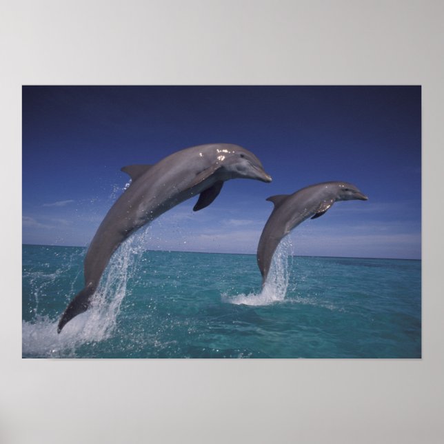 Affiches Caraïbes, dauphins de Bottlenose Tursiops 8 (Devant)