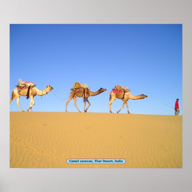 Affiches Caravane en chameau, Désert de Thar, Inde (Devant)