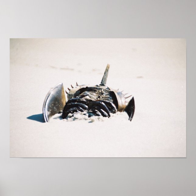 Affiches Carb de fer à cheval (Devant)