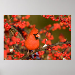 Affiches Cardinal de Northern